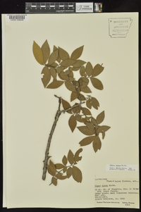 Ulmus alata image