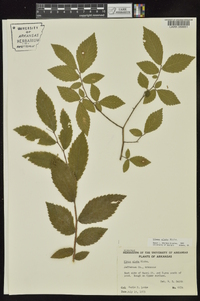 Ulmus alata image