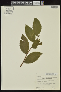 Ulmus alata image