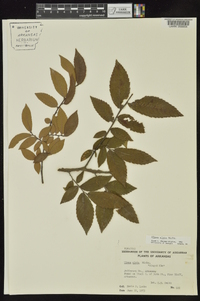 Ulmus alata image