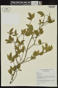 Ulmus alata image