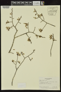 Ulmus alata image