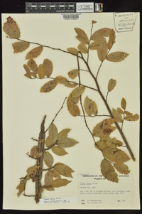 Ulmus alata image