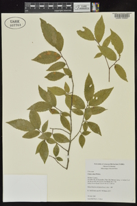 Ulmus alata image