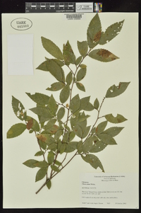 Ulmus alata image