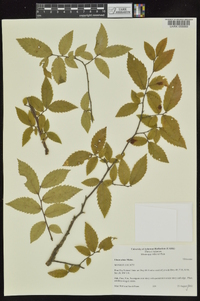 Ulmus alata image