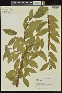 Ulmus alata image