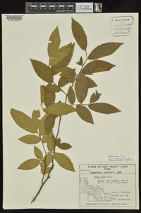 Ulmus alata image