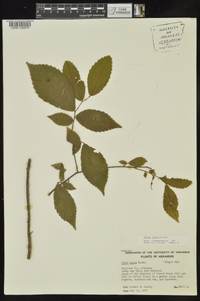 Ulmus alata image