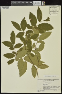 Ulmus alata image