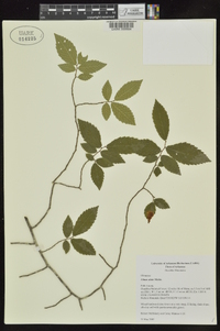 Ulmus alata image