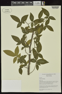 Ulmus alata image