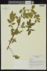 Ulmus alata image