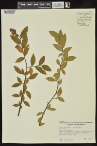 Ulmus alata image