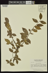 Ulmus alata image