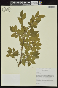 Ulmus alata image