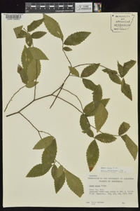 Ulmus alata image