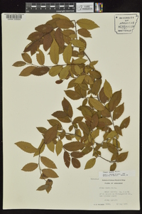 Ulmus alata image