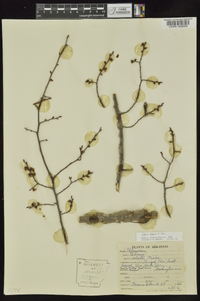 Ulmus alata image