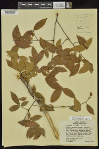 Ulmus alata image