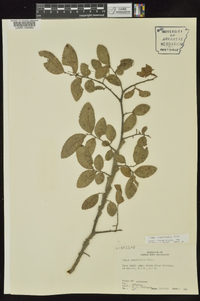 Ulmus crassifolia image