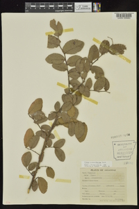 Ulmus crassifolia image