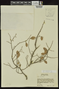 Ulmus crassifolia image