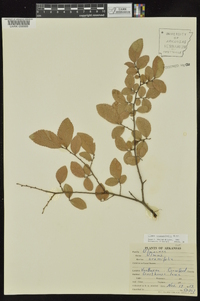 Ulmus crassifolia image