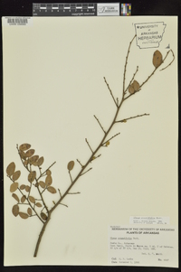 Ulmus crassifolia image