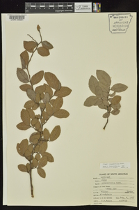 Ulmus crassifolia image