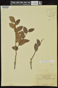 Ulmus crassifolia image