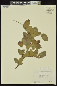 Ulmus crassifolia image