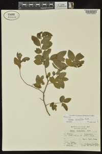 Ulmus crassifolia image