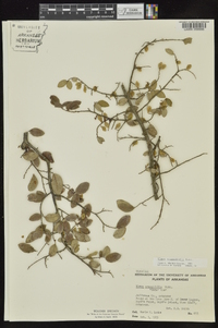 Ulmus crassifolia image