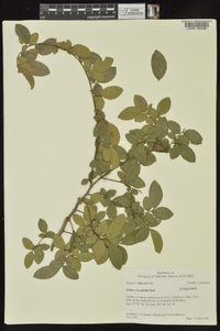 Ulmus crassifolia image