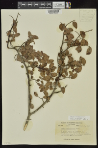 Ulmus crassifolia image