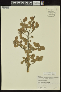 Ulmus crassifolia image