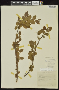 Ulmus crassifolia image