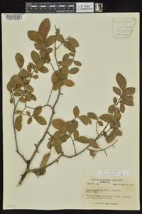 Ulmus crassifolia image