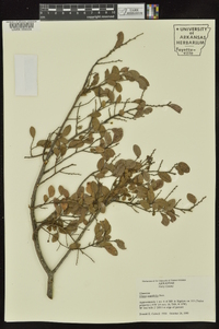 Ulmus crassifolia image