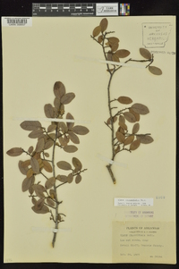 Ulmus crassifolia image