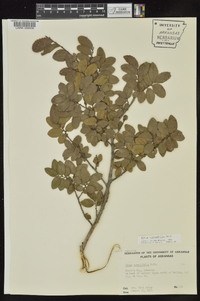 Ulmus crassifolia image