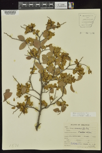 Ulmus crassifolia image