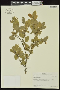 Ulmus crassifolia image