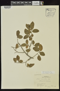 Ulmus crassifolia image