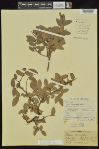 Ulmus crassifolia image