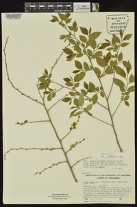 Ulmus pumila image