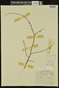 Ulmus pumila image