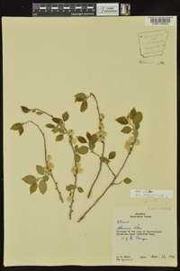 Ulmus pumila image