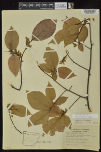 Ulmus serotina image